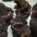 东北野生桦树黄，桦树泪，桦树茸，桦褐孔菌。