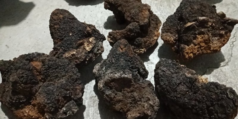 东北野生桦树黄，桦树泪，桦树茸，桦褐孔菌。