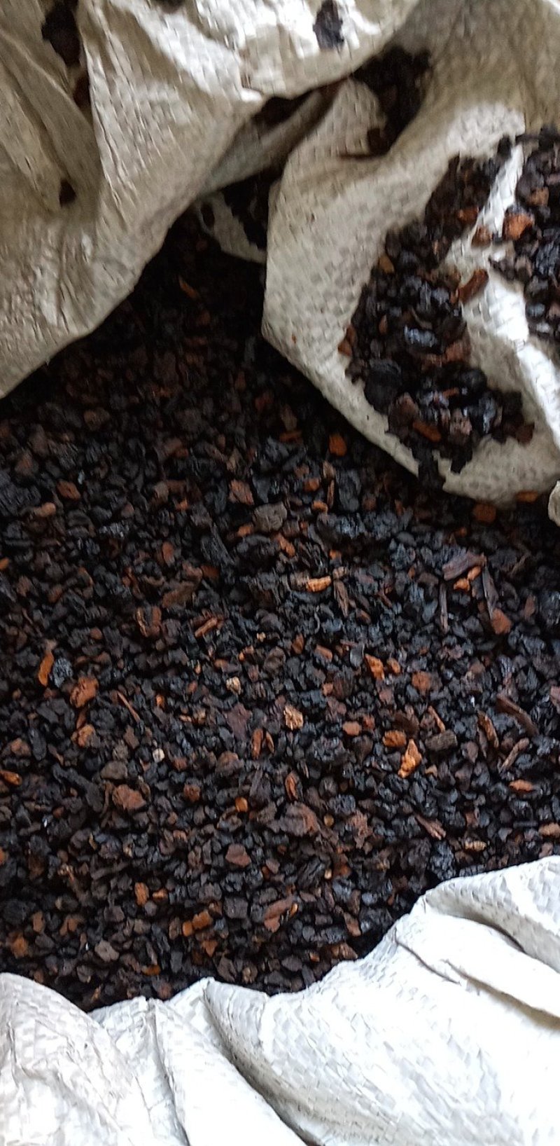 东北野生桦树黄，桦树泪，桦树茸，桦褐孔菌。