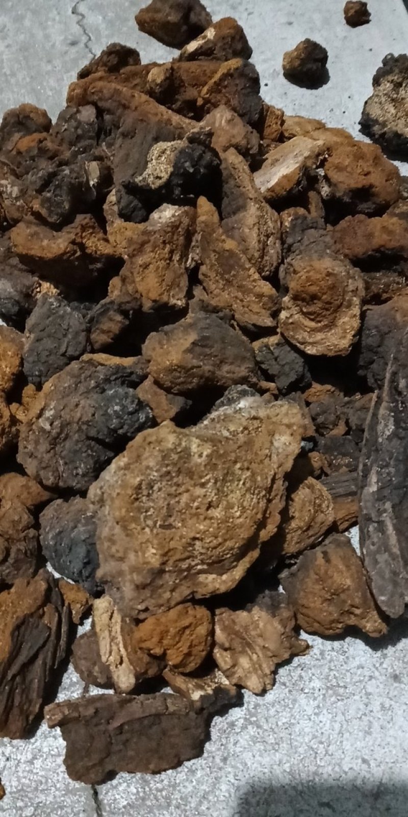 东北野生桦树黄，桦树泪，桦树茸，桦褐孔菌。