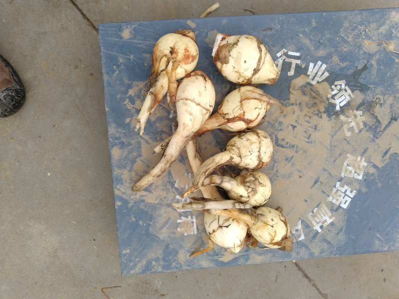 慈姑
