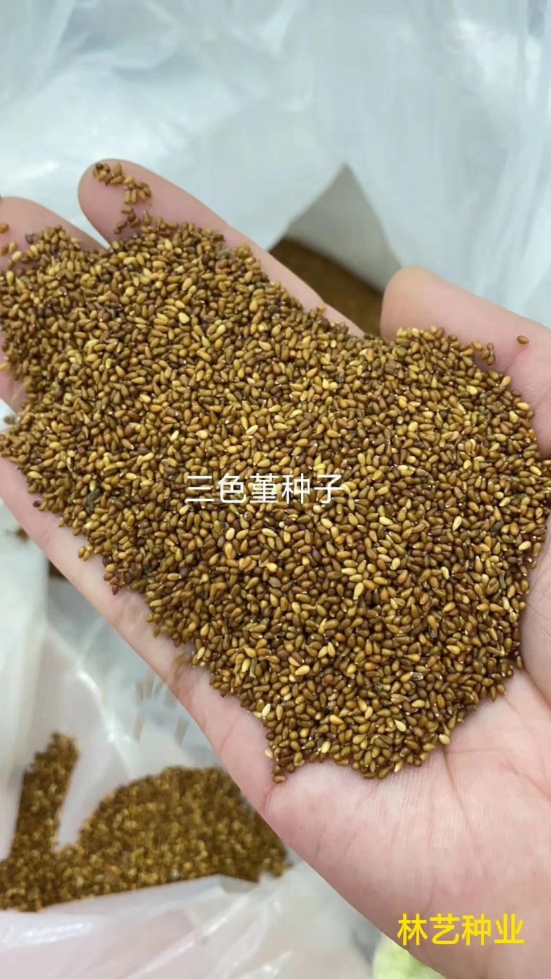 三色堇种子冬季耐寒四季播种易活室外庭院花海花镜猫儿脸
