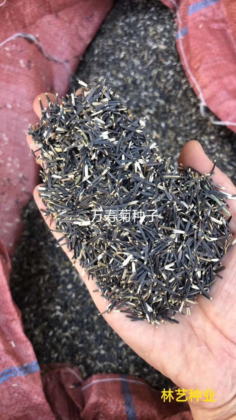 万寿菊种子南非万寿菊四季易种易活混色花海观赏