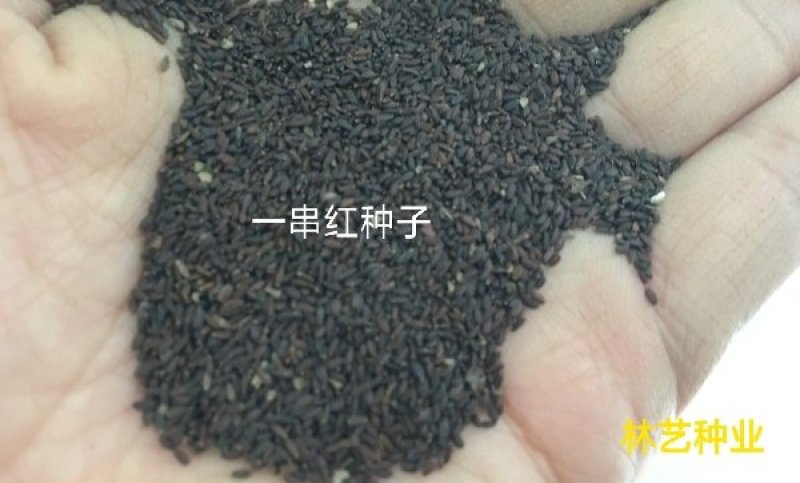 一串红种子四季播种庭院易活花卉矮一串红四季易种花籽耐寒