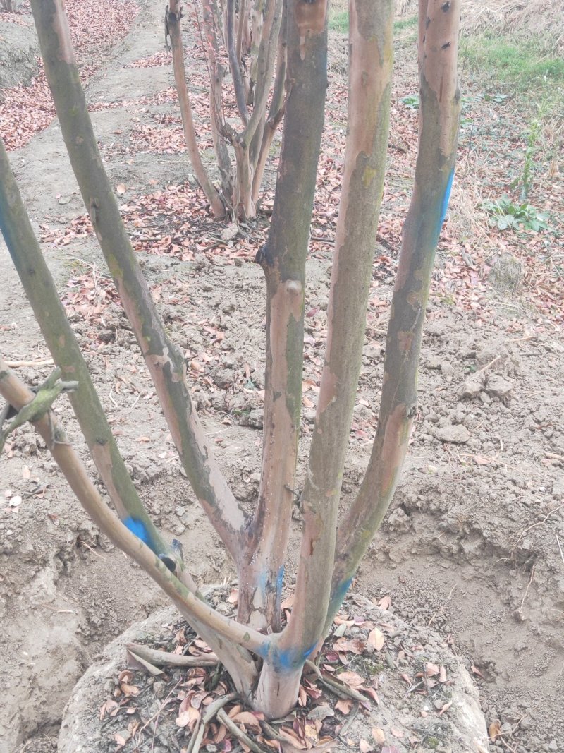 丛生紫薇，各种大小规格齐全，欢迎新老客户订购，