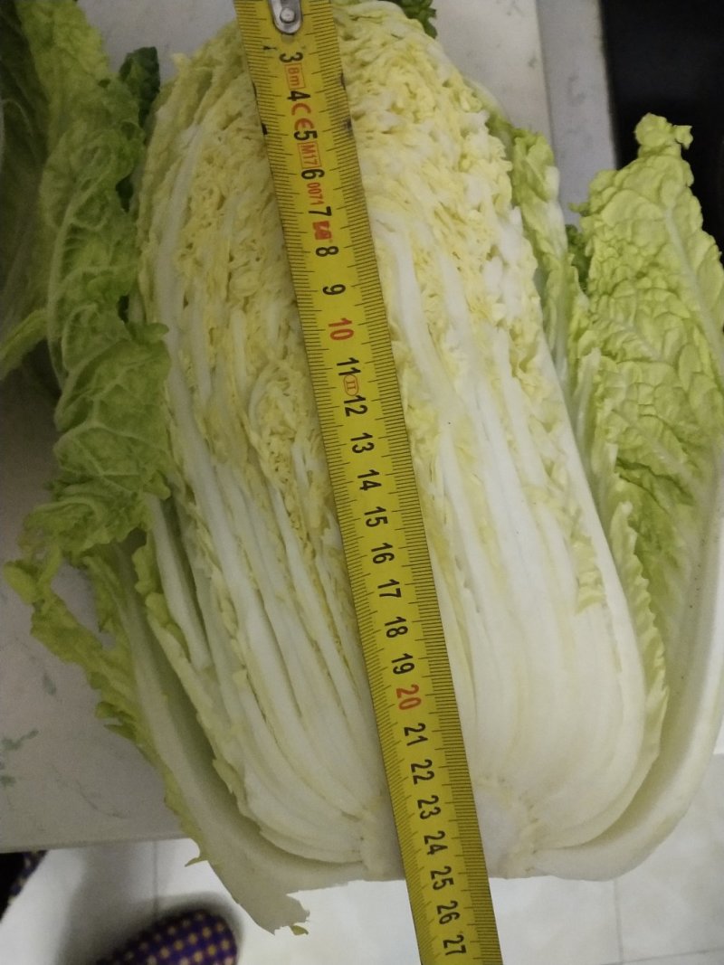 嘉鱼县牌洲湾白菜大量上市质量保证，净菜专业产地代办