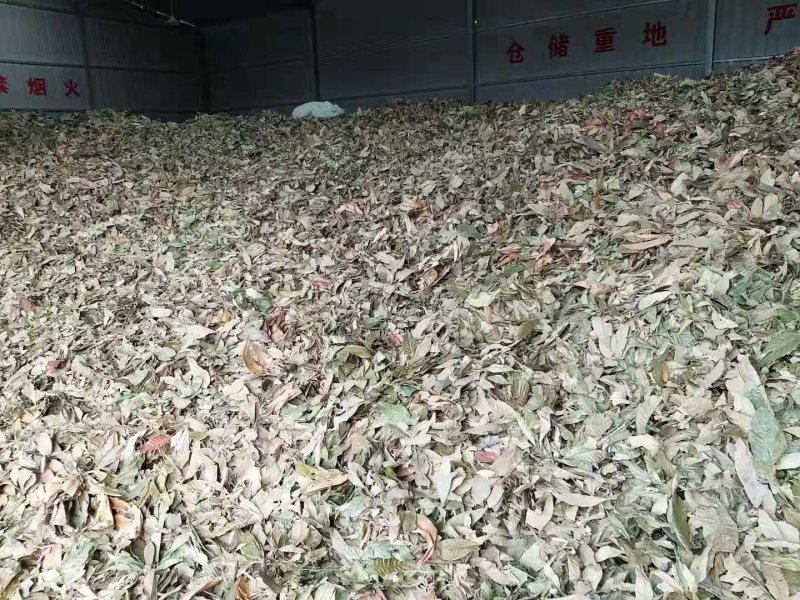 厂家直销出售枇杷叶青叶统货