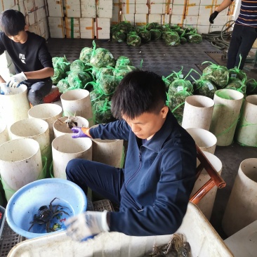洪湖大闸蟹，保质保量，一件起欢迎大家来考察