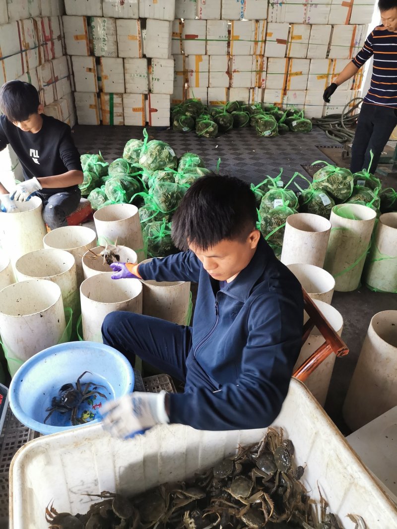 洪湖大闸蟹，保质保量，一件起欢迎大家来考察
