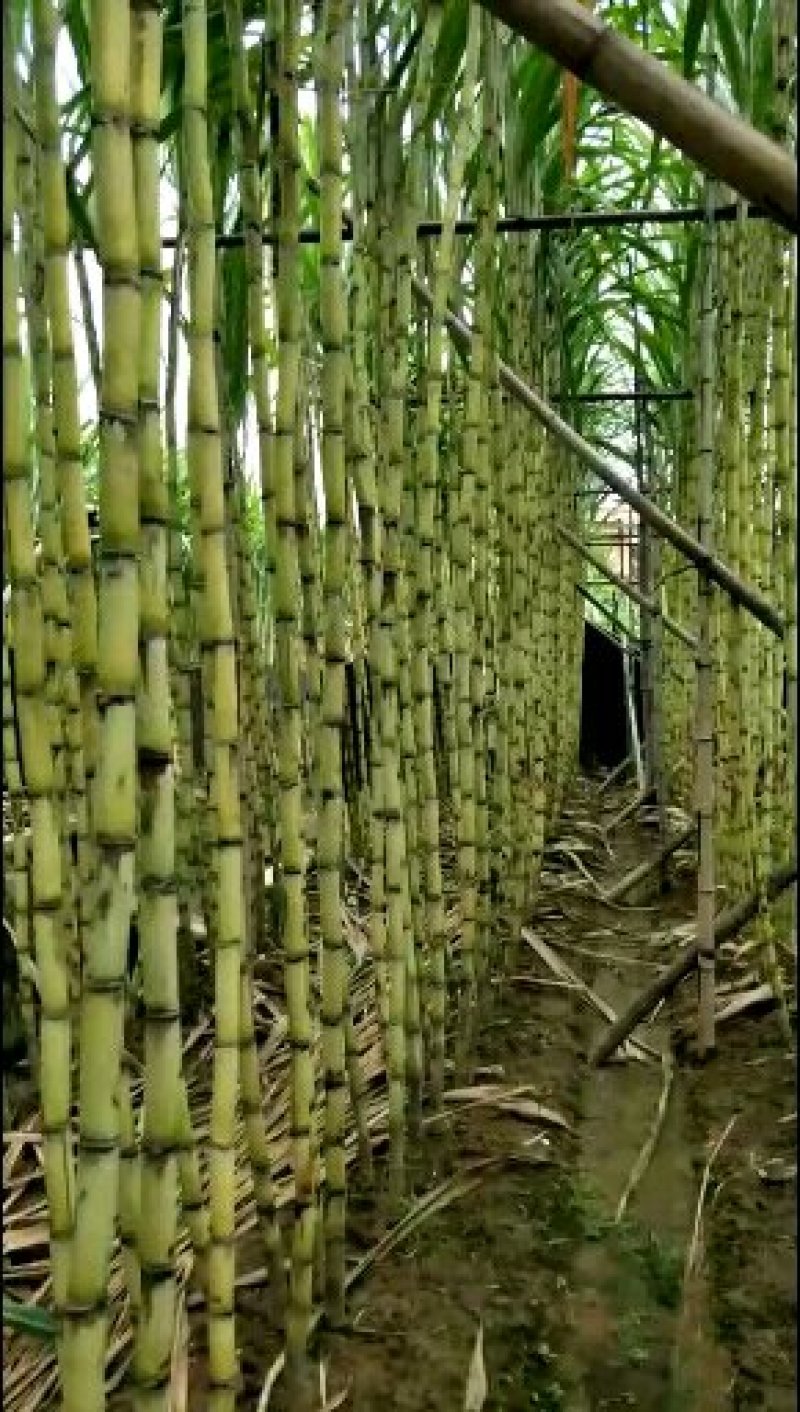 番禺甘蔗马上上市了，欢迎全国老板过来订购考察一下，，，