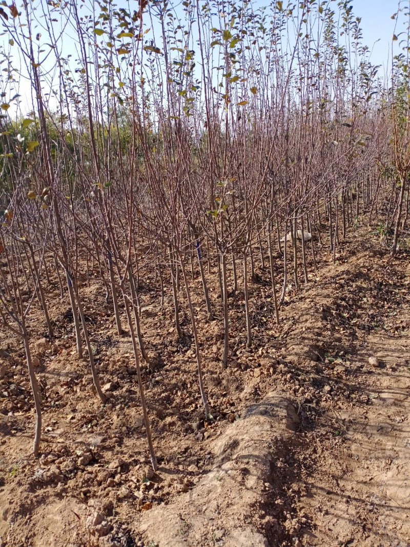 短枝红富士苹果苗冰糖心烟富8号，烟富10号鲁丽矮化富士苗
