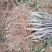 短枝红富士苹果苗冰糖心烟富8号，烟富10号鲁丽矮化富士苗