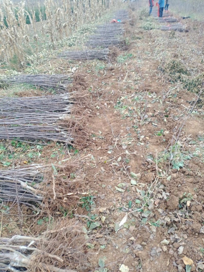 短枝红富士苹果苗冰糖心烟富8号，烟富10号鲁丽矮化富士苗