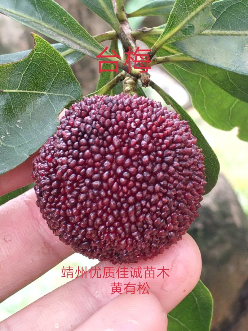 杨梅树台梅王子安海早熟大果含糖量高提供技术支持放心苗