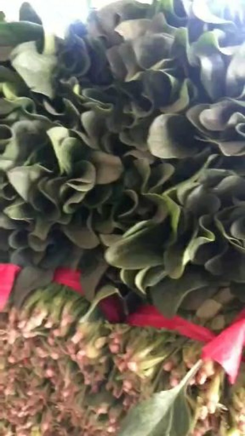 大叶香菜菠菜，欢迎新老客户前来选购，代发全国各大市场