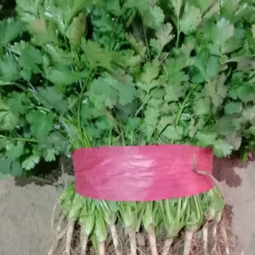 大叶香菜菠菜，欢迎新老客户前来选购，代发全国各大市场