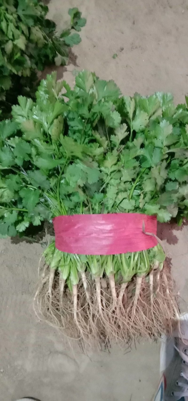 大叶香菜菠菜，欢迎新老客户前来选购，代发全国各大市场