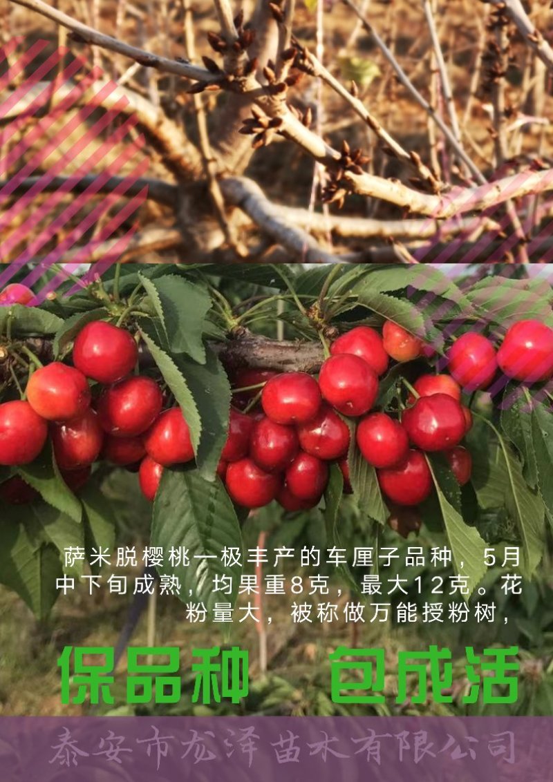 矮化樱桃苗美早樱桃苗齐早俄罗斯八号樱桃苗