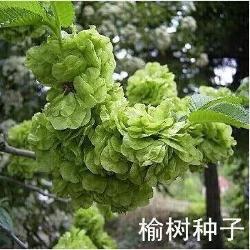 榆树种子籽榆树墙种子榆树的种子白榆树种子