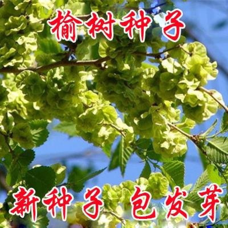 榆树种子籽榆树墙种子榆树的种子白榆树种子