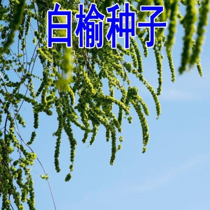 榆树种子籽榆树墙种子榆树的种子白榆树种子