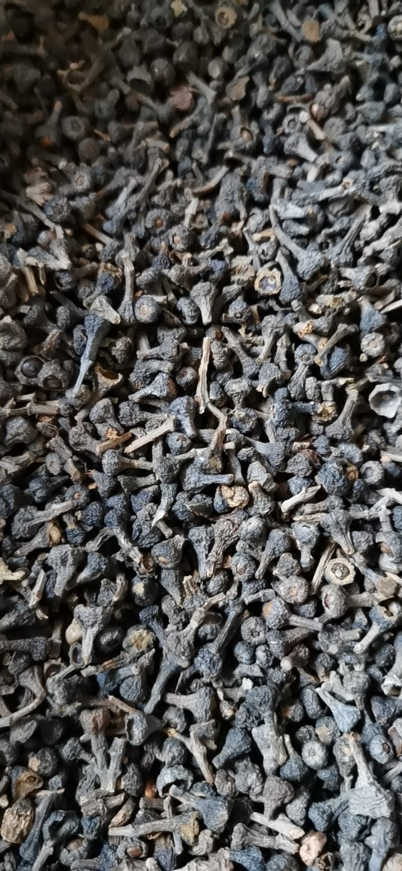 桂花籽，广西桂花籽量大从优，欢迎大家前来选购