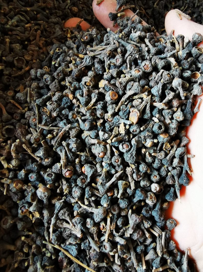 桂花籽，广西桂花籽量大从优，欢迎大家前来选购