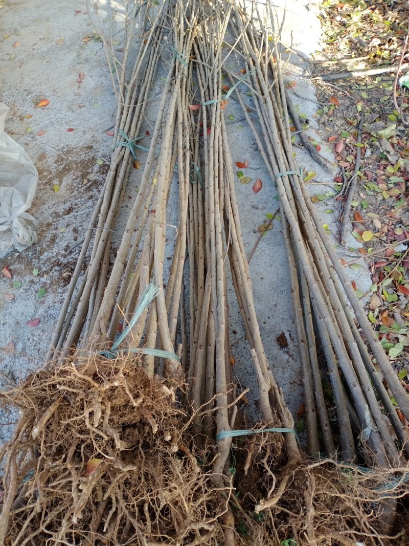 樱桃苗，种植前景好，山西万亩樱桃园，出售樱桃苗品种保证