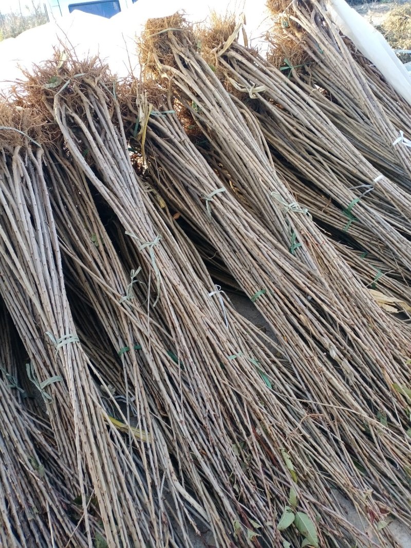 樱桃苗，种植前景好，山西万亩樱桃园，出售樱桃苗品种保证
