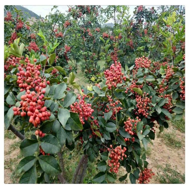 花椒苗，大红袍无刺花椒苗，南北种植，基地直销，量大质量好