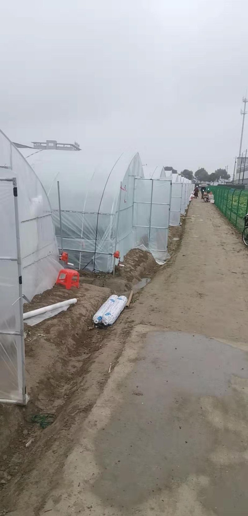 杭州大江东奶油草莓大量上市！