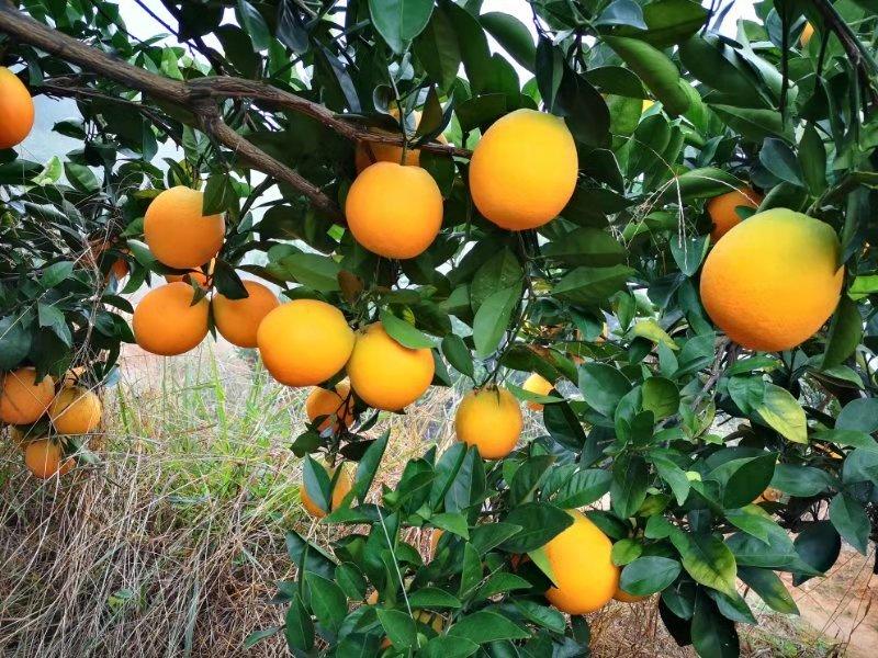【推荐】湖南纽荷尔脐橙树苗，自家苗场，规格齐全，欢迎联系