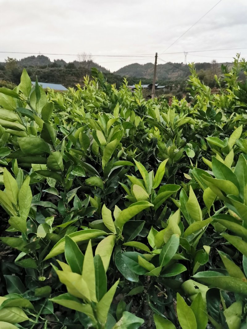 纽荷尔脐橙树苗/脐橙苗/自家苗场，规格齐全，欢迎联系