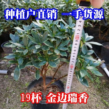 金边瑞香18杯种植户直销一手货源视频看货放心选购全国发货