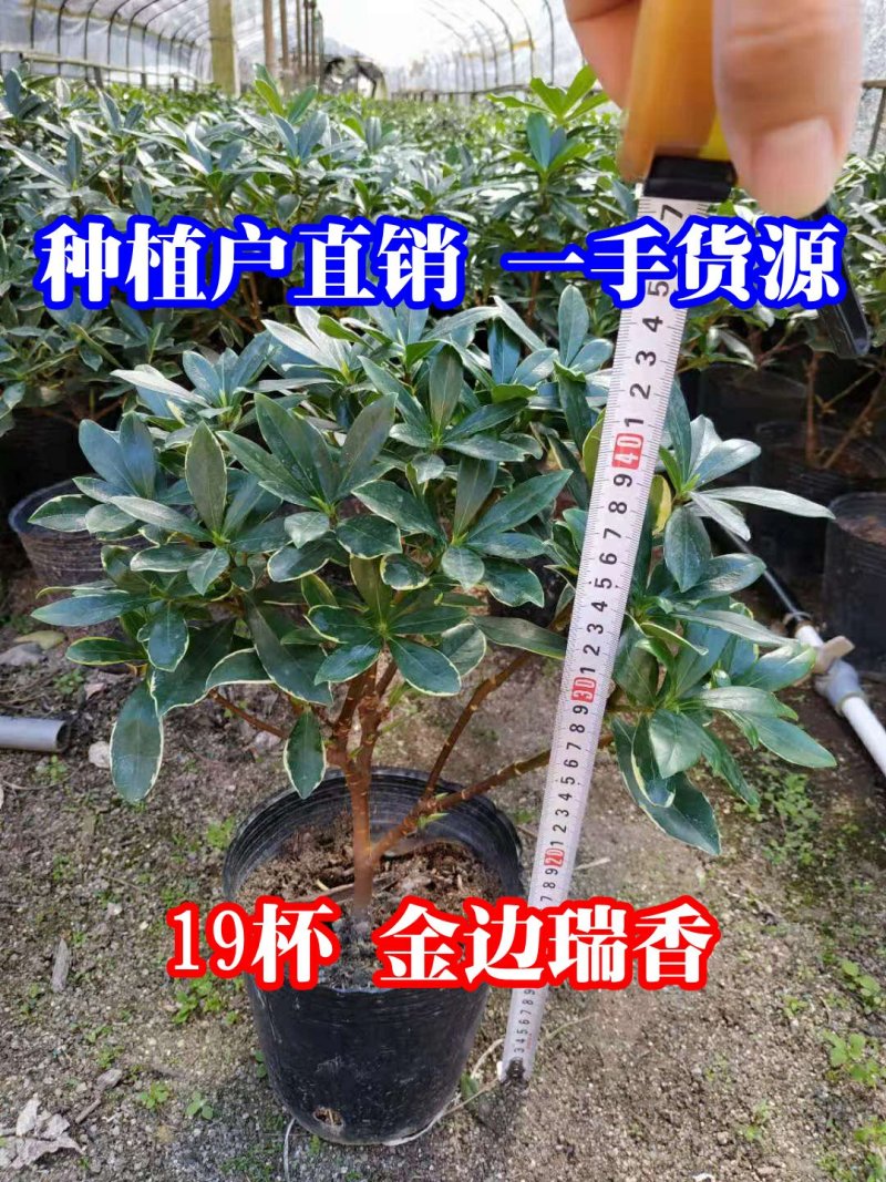 金边瑞香18杯种植户直销一手货源视频看货放心选购全国发货