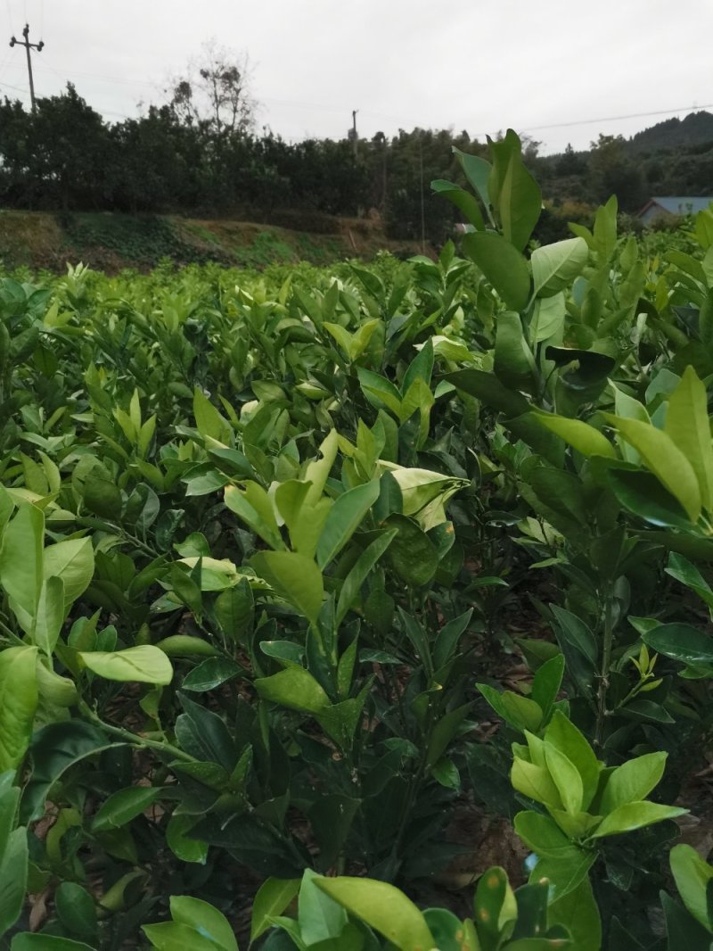 纽荷尔脐橙树苗/脐橙苗/自家苗场，规格齐全，欢迎联系