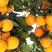 【推荐】湖南纽荷尔脐橙树苗，自家苗场，规格齐全，欢迎联系