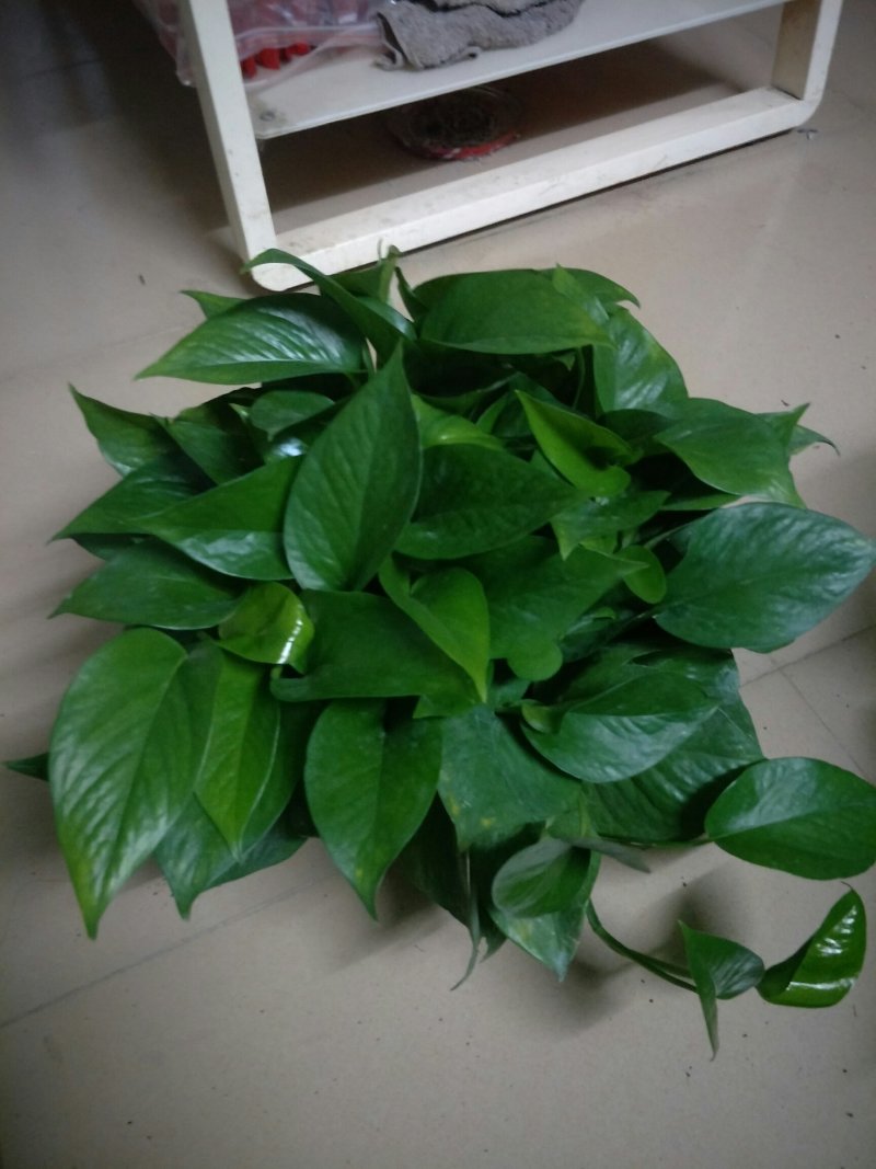 绿萝110花叶AAA级货