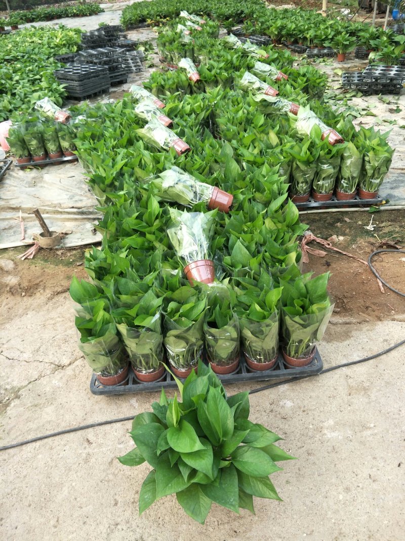 绿萝110花叶AAA级货