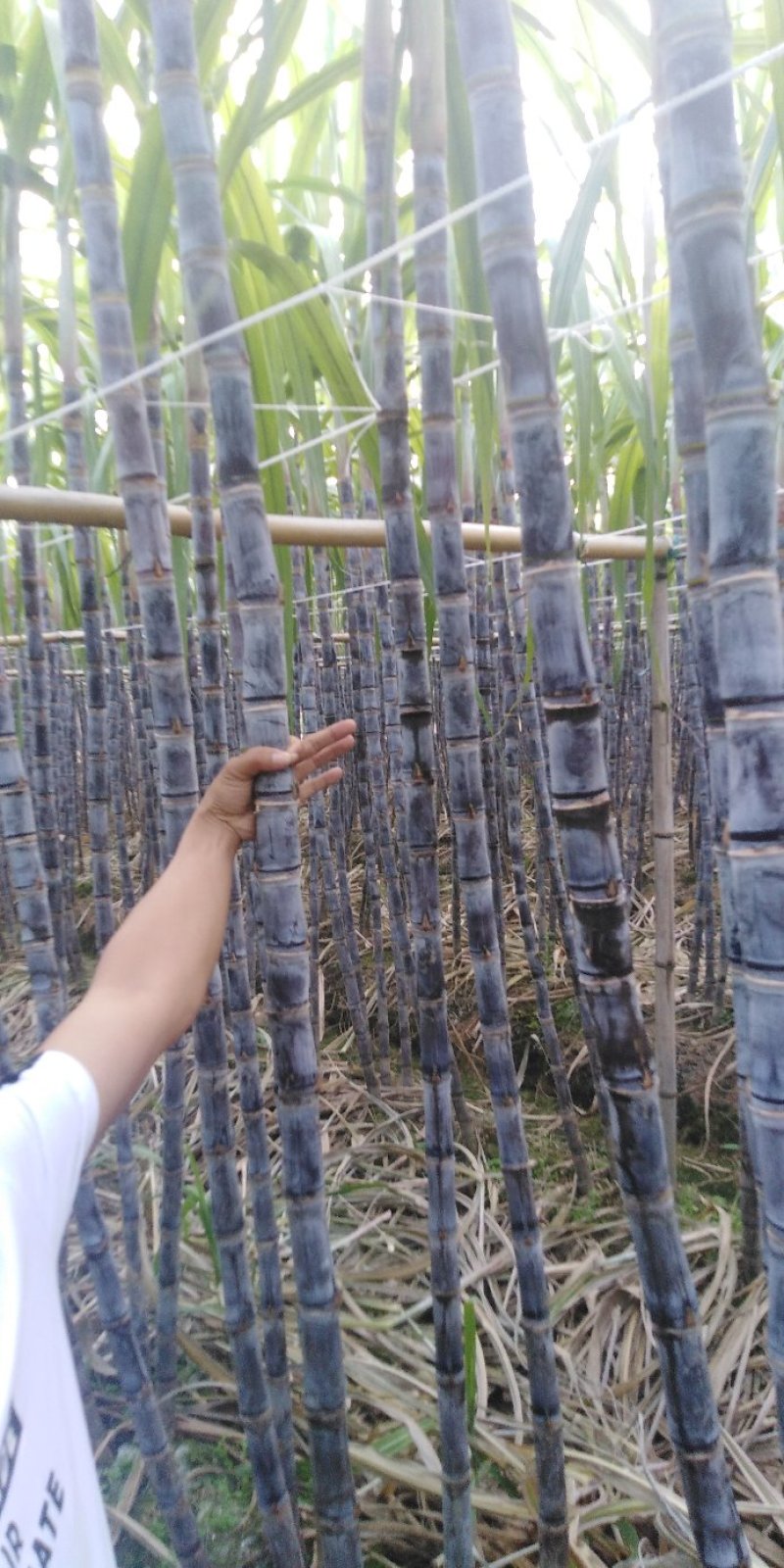 黑皮甘蔗大量上市，欢迎各地老板前来定购！