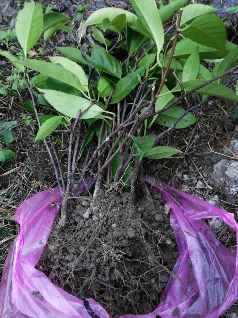 🔥包邮【布福娜苗】优质黑老虎（大叶巨果精品）包活包技术