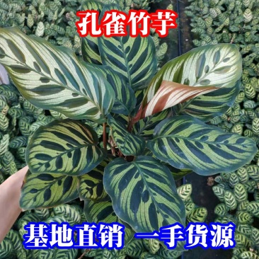 孔雀竹芋种植户直销一手货源视频照片看货放心购买长期供应