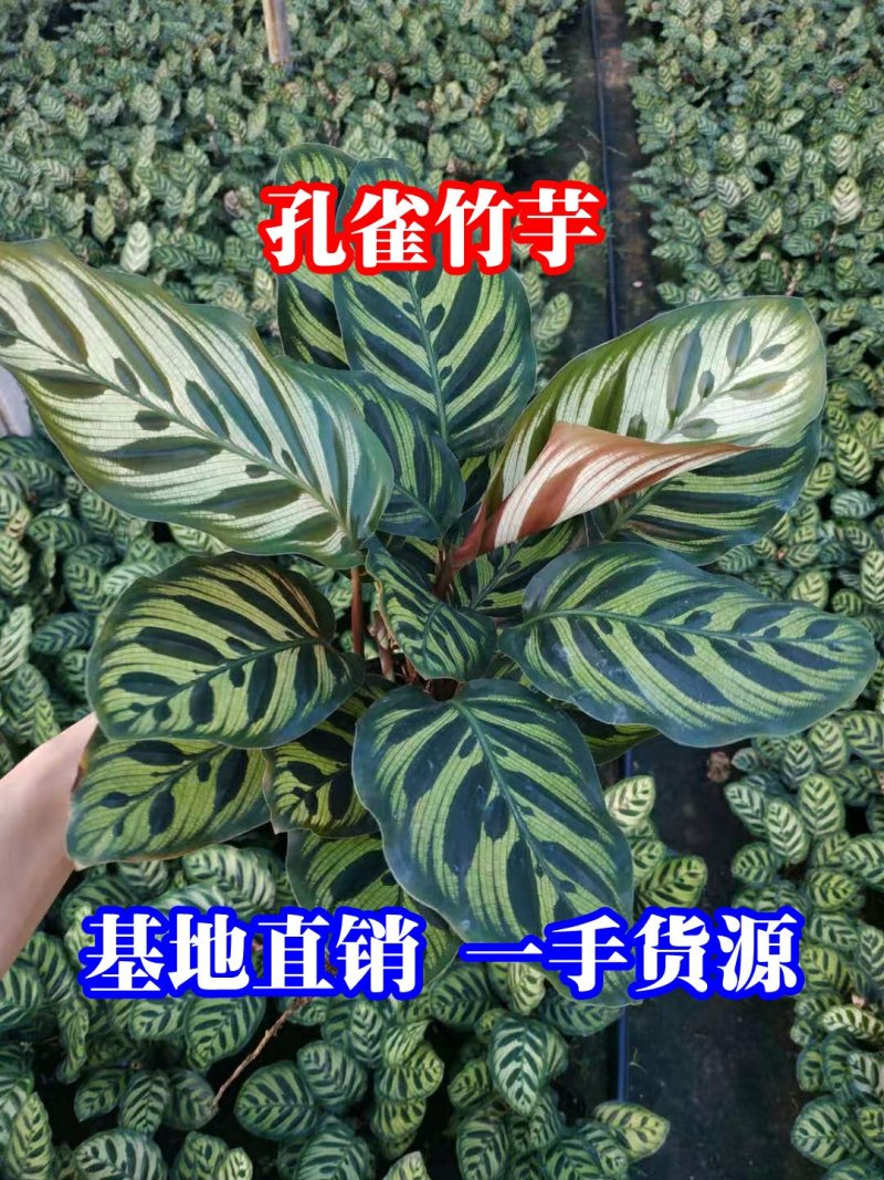 孔雀竹芋种植户直销一手货源视频照片看货放心购买长期供应