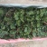 孔雀竹芋种植户直销一手货源视频照片看货放心购买长期供应