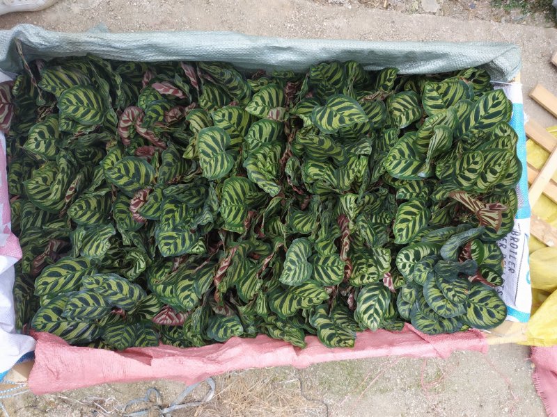 孔雀竹芋种植户直销一手货源视频照片看货放心购买长期供应