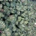 孔雀竹芋种植户直销一手货源视频照片看货放心购买长期供应