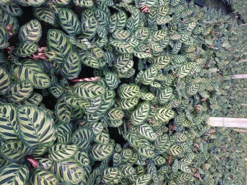 孔雀竹芋种植户直销一手货源视频照片看货放心购买长期供应
