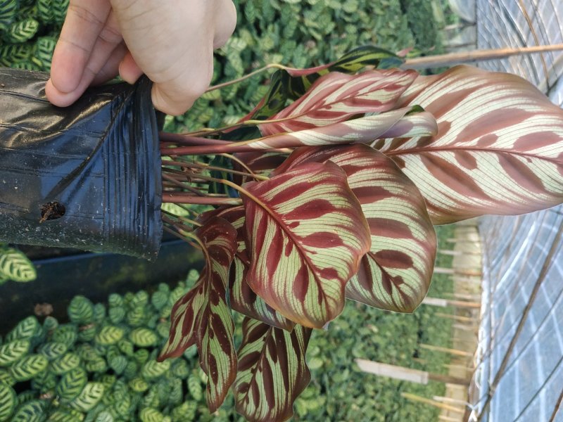 孔雀竹芋种植户直销一手货源视频照片看货放心购买长期供应