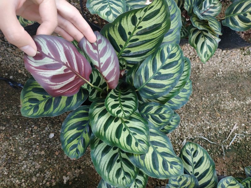 孔雀竹芋种植户直销一手货源视频照片看货放心购买长期供应