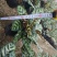 孔雀竹芋种植户直销一手货源视频照片看货放心购买长期供应